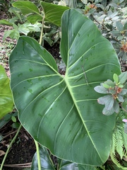 Philodendron cordatum