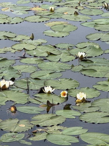 white water lily