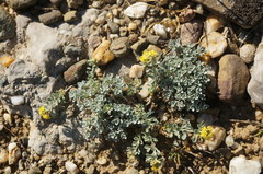 Odontarrhena obtusifolia