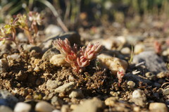 Sedum aetnense