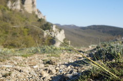 Stipa lithophila