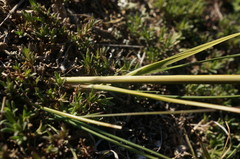 Stipa lithophila