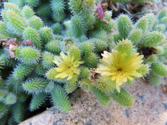 Delosperma echinatum