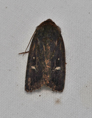 Proteuxoa microspila