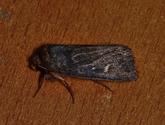 Proteuxoa microspila