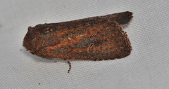 Dasygaster padockina