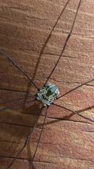 Pseudogagrella andoi