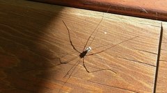 Pseudogagrella andoi