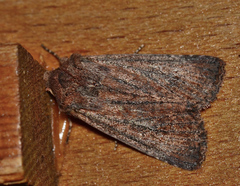 Dasygaster padockina