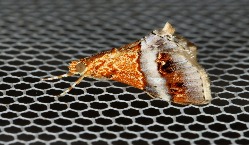 Tetracona