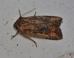 Dasygaster ligniplena