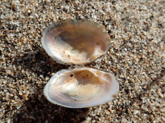 Alasmidonta undulata