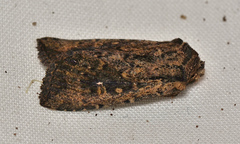 Dasygaster ligniplena