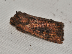 Dasygaster ligniplena