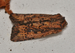 Dasygaster ligniplena