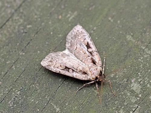Two-spotted Dart photo 2