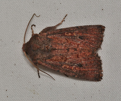 Dasygaster padockina