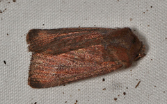 Dasygaster padockina