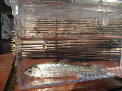 Pacifische zeevoorn (Tribolodon brandtii) — Cyprinidae