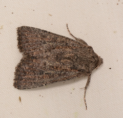 Dasygaster padockina