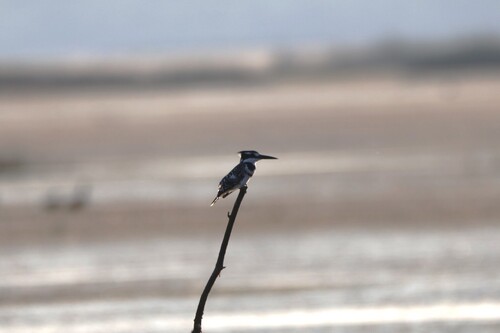 iNaturalist: (c) jandutoit, some rights reserved (CC BY-NC) iNaturalist image