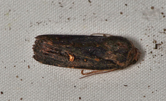 Proteuxoa hydraecioides