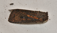 Dasygaster padockina