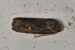 Proteuxoa hydraecioides