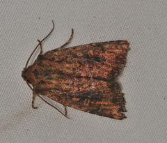 Dasygaster ligniplena