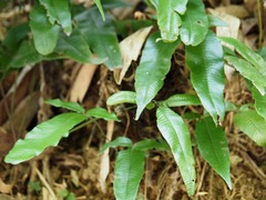 Grypothrix triphylla