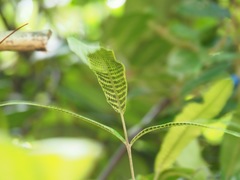 Grypothrix triphylla