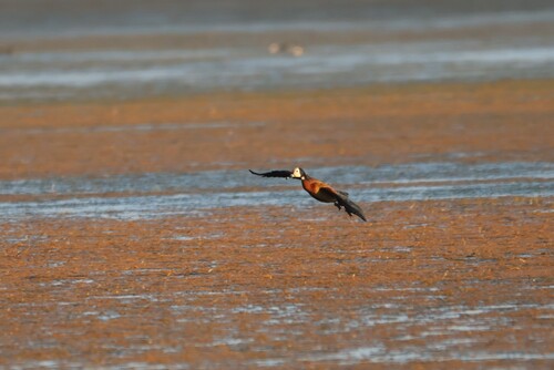 iNaturalist image
