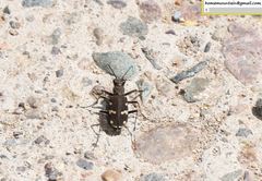 Cicindela gemmata