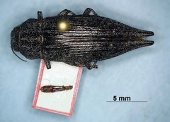 Dicerca tenebrica