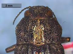 Dicerca tenebrica