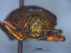 Dicerca tenebrica