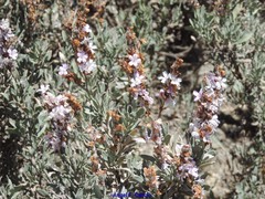 Limoniastrum monopetalum