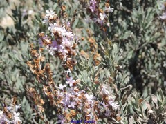 Limoniastrum monopetalum