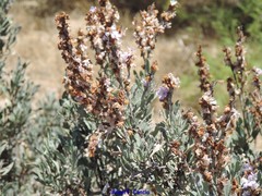 Limoniastrum monopetalum