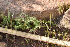 Pellaea mucronata mucronata