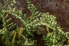 Pellaea mucronata mucronata