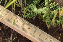 Pellaea mucronata mucronata