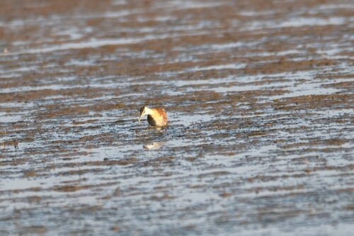 iNaturalist image