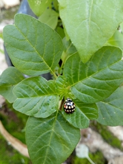Cheilomenes sulphurea