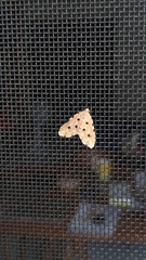 Metaemene atrigutta maculata