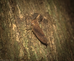 Austroagalloides