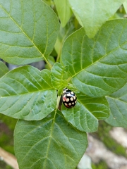 Cheilomenes sulphurea