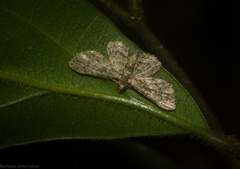 Chloroclystis mniochroa