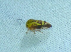 Ophiderma evelyna