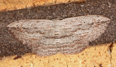 Scopula desita